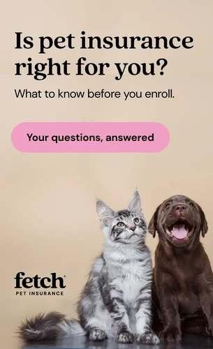 Dog receiving veterinary care in Jacksonville